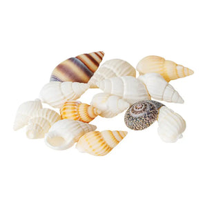 Mini Seashell Set – 1:12 Scale Dollhouse Accessories Kivvi Tales