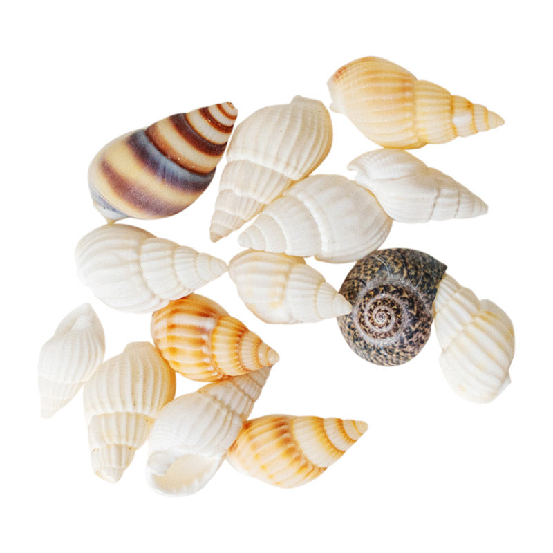 Mini Seashell Set – 1:12 Scale Dollhouse Accessories