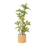 Dollhouse Miniature Plants Pieris Japonica in woven pot, cozy 1:12 scale greenery for warm dollhouse corners