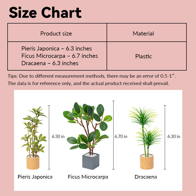 Dollhouse miniature plants size chart showing Pieris Japonica, Ficus Microcarpa and Dracaena in 1:12 scale