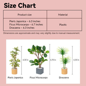 Dollhouse miniature plants size chart showing Pieris Japonica, Ficus Microcarpa and Dracaena in 1:12 scale