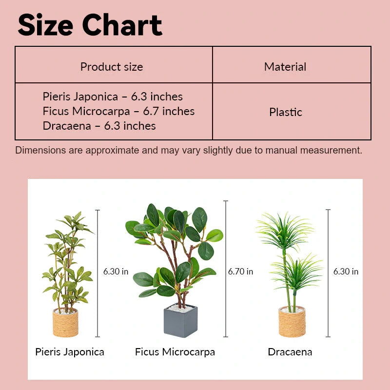 Dollhouse miniature plants size chart showing Pieris Japonica, Ficus Microcarpa and Dracaena in 1:12 scale