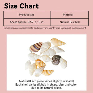 Miniature seashells size chart showing natural assorted shells in 1:12 scale