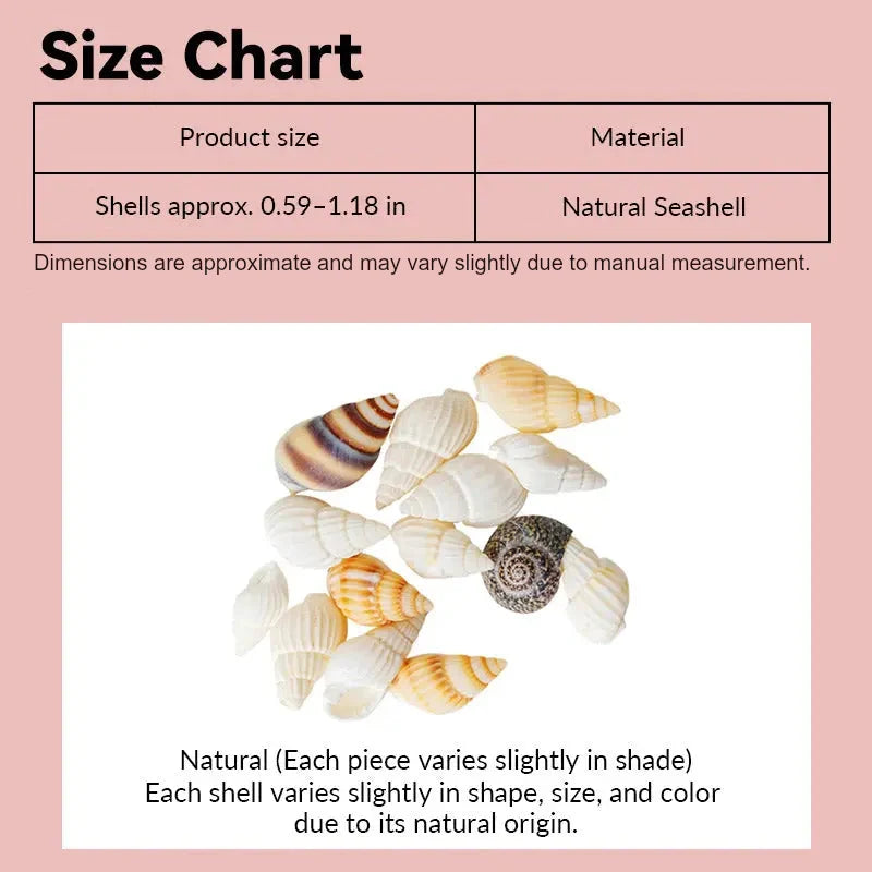 Miniature seashells size chart showing natural assorted shells in 1:12 scale